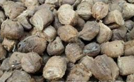 ��ҩ ��ľ��