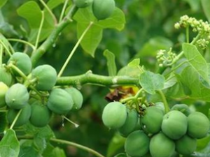 ��ҩ �����