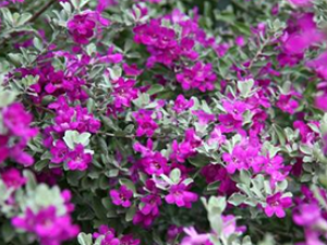 ��ҩ ��ܽ��