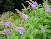 ��ҩ �������Ĳ�