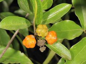 ��ҩ �����Ҷ