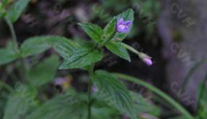 ��ҩ ë����Ҷ��