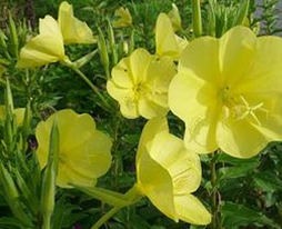 ��ҩ ͨ����