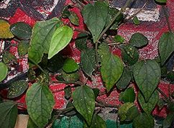 ��ҩ СҶ������