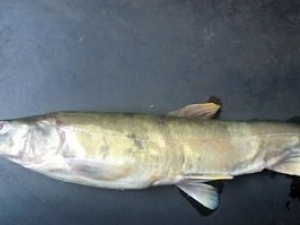 ����Ĺ�Ч������