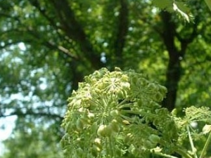 �ݱ����Ƿ�Ĺ�Ч������