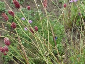 ����ܵĹ�Ч������