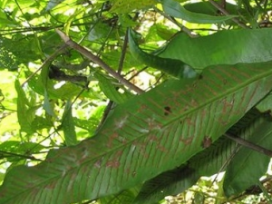 ��ʯΤ�Ĺ�Ч������