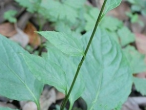 ����ݵĹ�Ч������