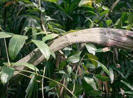 ����ٵĹ�Ч������