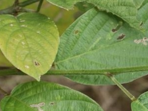 ��ĸ���ݵĹ�Ч������