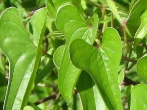 ��ɽҩ�Ĺ�Ч������