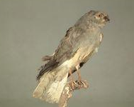 �ͷ�Ĺ�Ч������