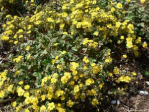 ��Ƥ��Ĺ�Ч������