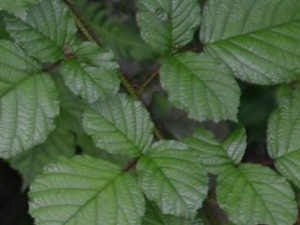 ��ë�����ӵĹ�Ч������