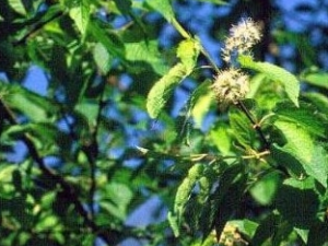 ��ɽ�ҵĹ�Ч������