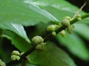 �˰�Ĺ�Ч������