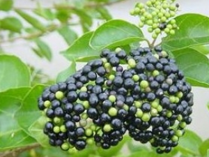 ���ƾ��ӵĹ�Ч������