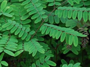 �����ԵĹ�Ч������