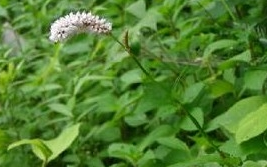 ���ޤ�Ĺ�Ч������