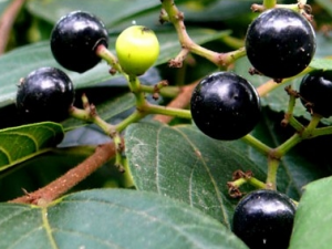 ��Ҷ����Ҷ�Ĺ�Ч������