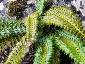 ��β���ڵĹ�Ч������