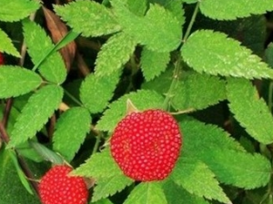 ����ɡ�Ĺ�Ч������