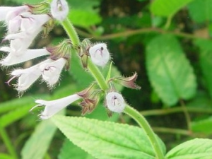 ��Ҷ���εĹ�Ч������