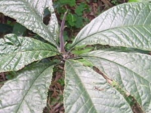 ������̥�Ĺ�Ч������