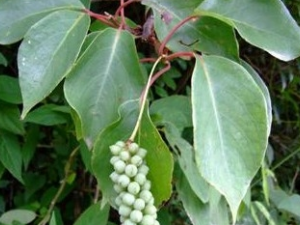 ������ζ�ӵĹ�Ч������