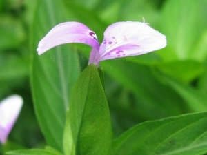 ��ͷʨ�ӲݵĹ�Ч������