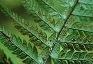 ������ާ�Ĺ�Ч������