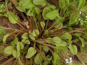 ���ز˵Ĺ�Ч������