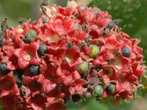 �᳣ɽ�Ĺ�Ч������