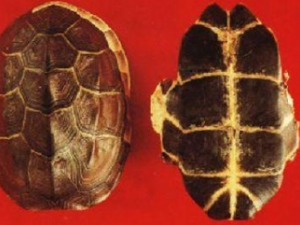 ��׵Ĺ�Ч������