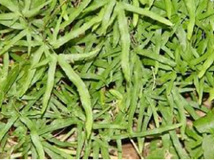 ��ҩ���� �帣������