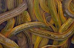 ����ʳ�Ʒ���ѡ