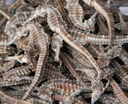 ����ʳ�Ʒ���ѡ