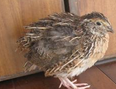 ����ʳ�Ʒ�ҩ�ŷ�