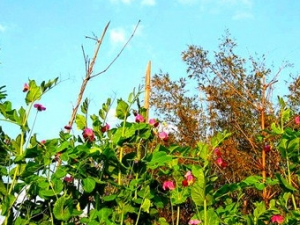 �̵Ĺ�Ч������