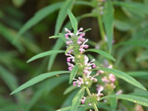 ��ĸ�ݷ۵����ݹ�Ч