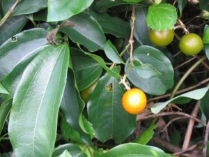 ������ҩ��Ǯ��