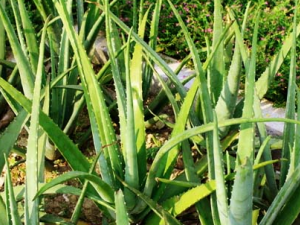 �ٳ�����ҩ«��