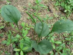 ������ҩ��ǰ��