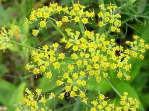 ������ҩ С����