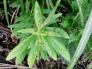 �ϳ�����ҩ����