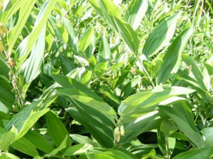 ������ҩ�ƾ�