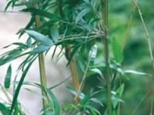 ����Ĺ�Ч������