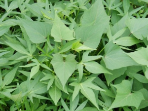 �����ٵĹ�Ч������