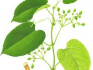 ��Ҷ�ٵĹ�Ч������